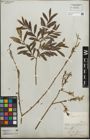 Foto von Salix purpurea L.